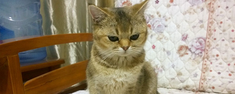 猫咪一天喂几次