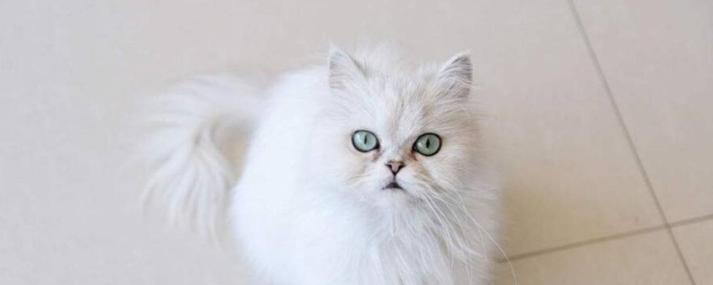 英国长毛猫和金吉拉的区别