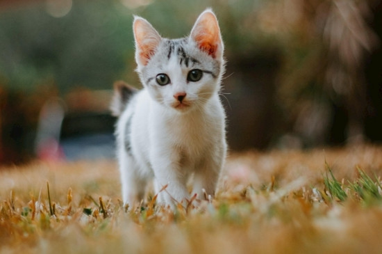 猫是怎么抓老鼠的