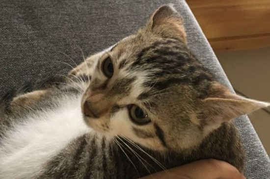 猫腹水症状