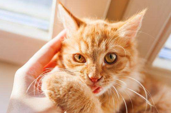 猫咪一直盯着你看是什么意思