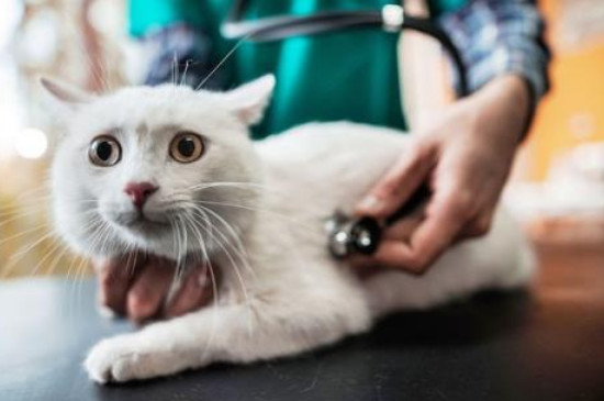 猫心丝虫症状