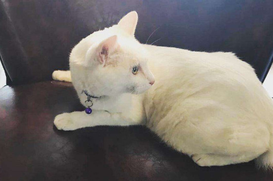 猫皮下有会滑动的圆粒