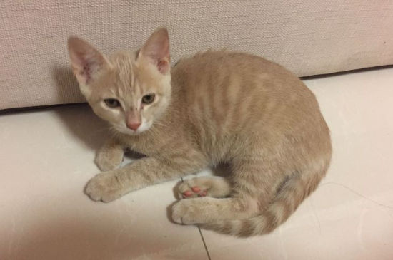猫能吃绿萝吗