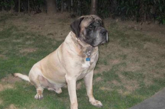 最大的古鬣犬有多大，已灭绝的巨鬣狗长2.5米高380公斤