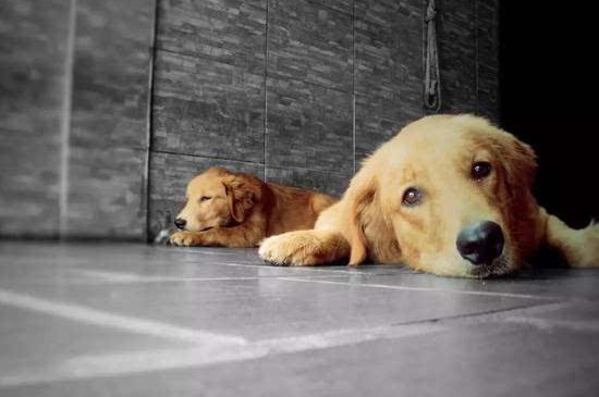 狗狗中暑有什么症状