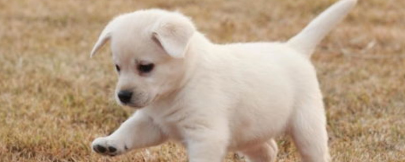 茶杯犬怎么来的