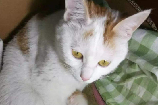 猫咪死后多久可以埋