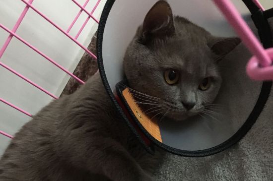猫眼球上有透明丝状物