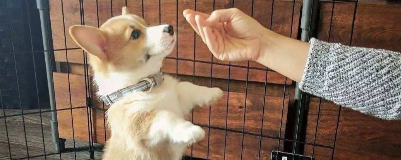 柯基犬容易跟别人跑吗