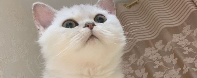 猫冠状病毒阳性要紧吗