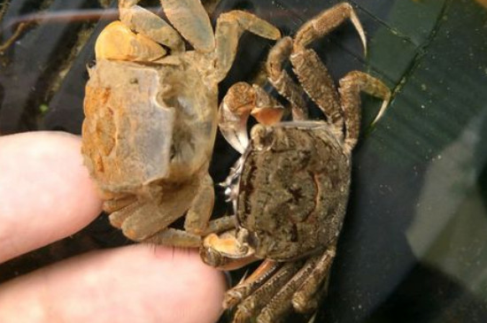 相手蟹脱壳前兆