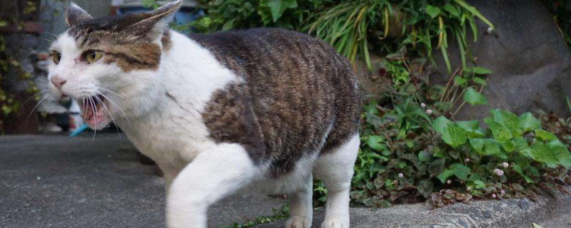猫猫能吃榴莲吗