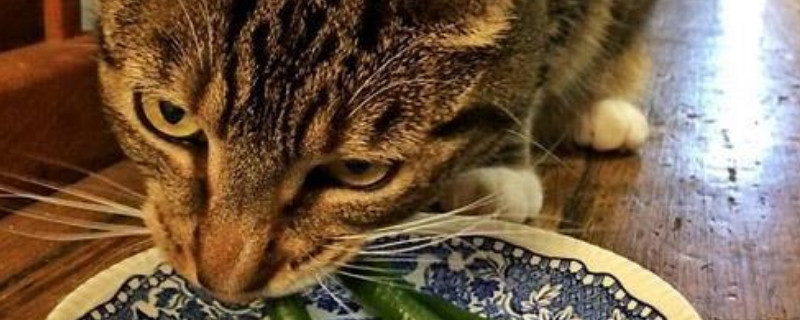 猫吃了辣的怎么补救