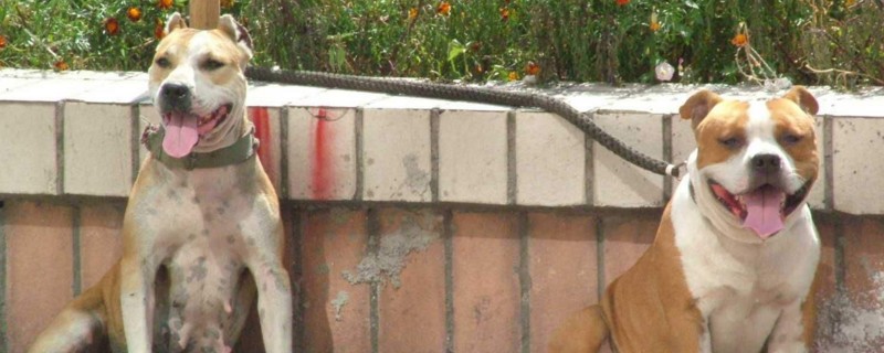 斯塔福犬和恶霸犬区别