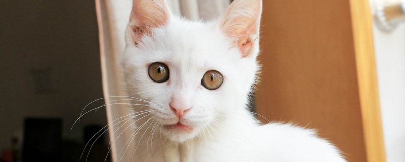 猫大便末端带血有黏液