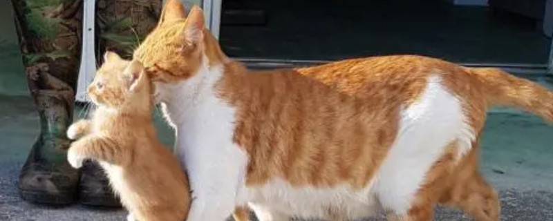 母猫会丢下未满月的小猫吗