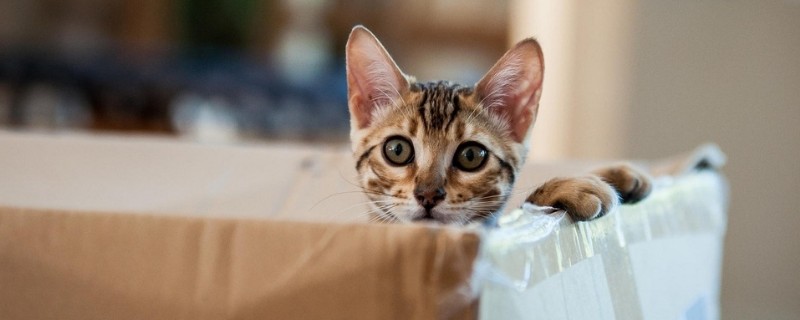 猫为什么要吃老鼠