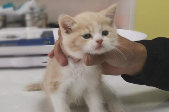 奶猫不吃奶虚弱怎样救