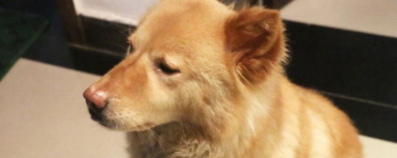狗狗立耳最简单方法