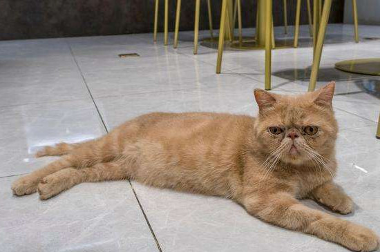 两个月的小猫怎么养