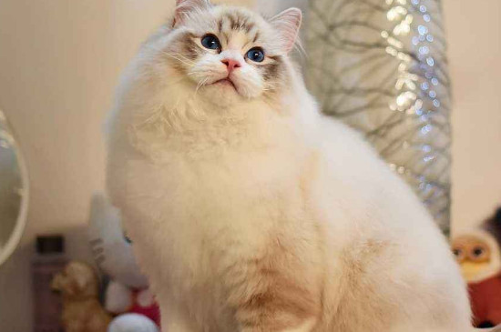 猫发情时间持续太久怎么办?