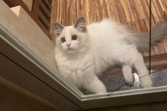 家养猫咪有狂犬病毒吗