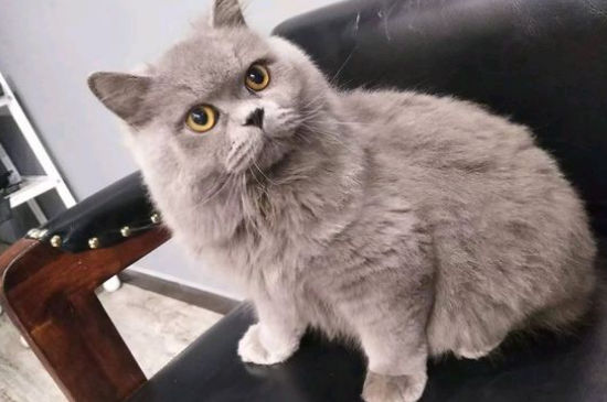 宠物猫托运怎么办理