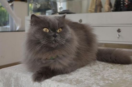 长毛猫毛打结怎么处理