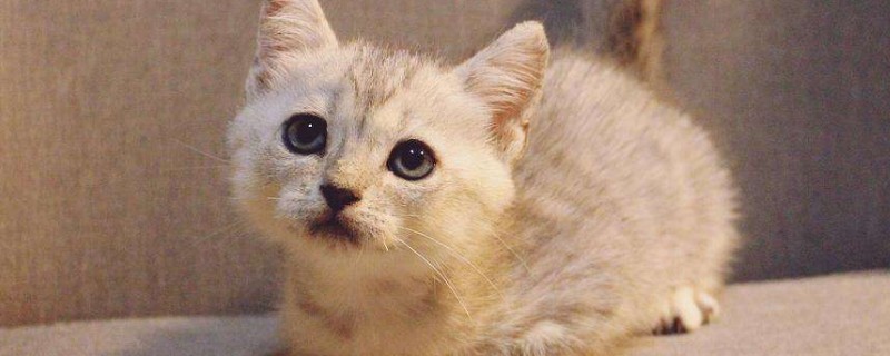 猫拉稀但是精神很好
