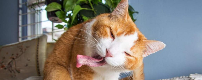 猫薄荷是什么