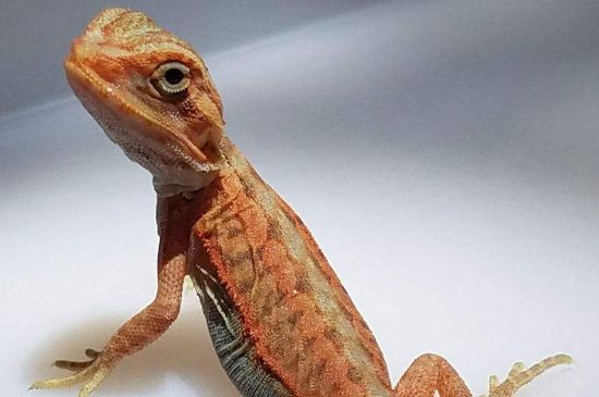鬃狮蜥死前征兆