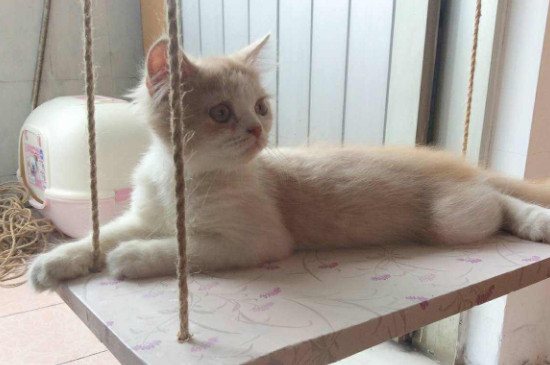 猫轻轻咬人是什么意思，猫咪轻咬主人的原因