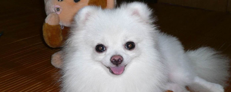 像狐狸的狗