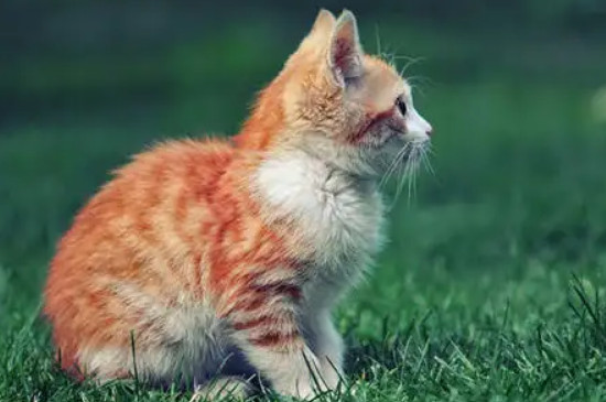 小猫半夜一直叫怎么办