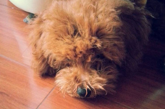 刚出生两三个月的泰迪怎么养，泰迪幼犬的养护注意事项