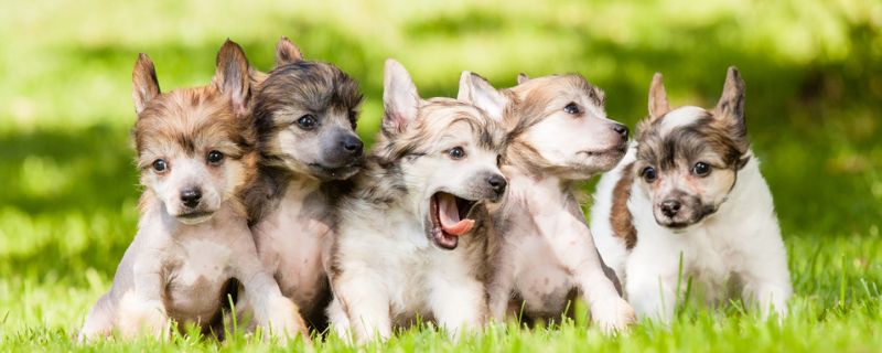 幼犬狗粮怎么喂