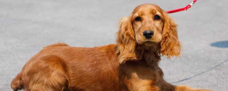 英国可卡犬怎么训练