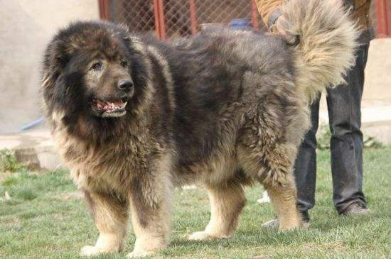 详细的高加索犬介绍，性格身高体重智力全面讲解