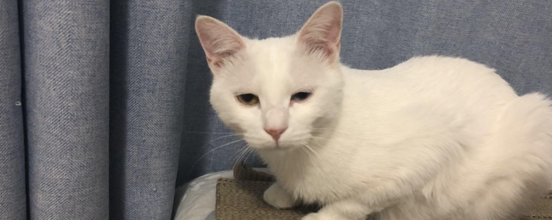 小猫一直咕噜咕噜的