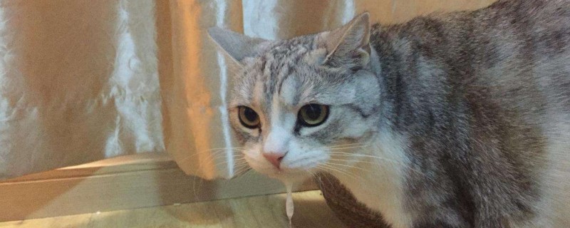 小猫呕吐应该怎么办