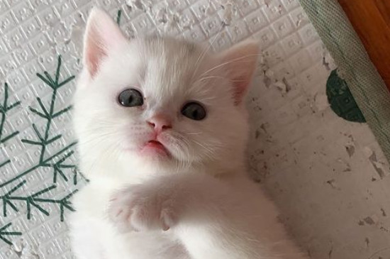 养猫需要准备什么