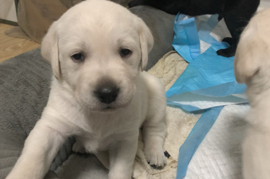 犬瘟怎么治疗