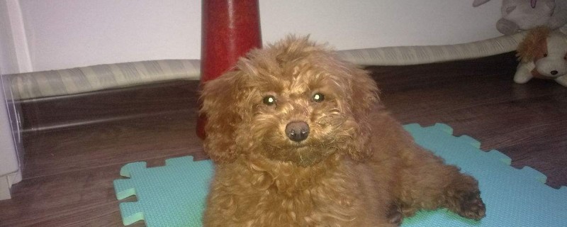 泰迪多大变漂亮