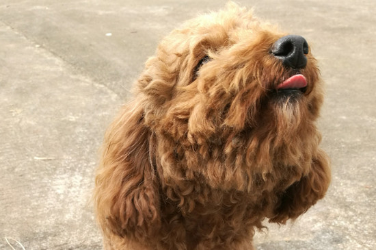 泰迪狗呕吐白色泡沫