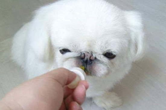 狗狗挑食怎么办