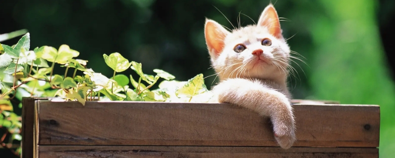 猫吃香蕉吗