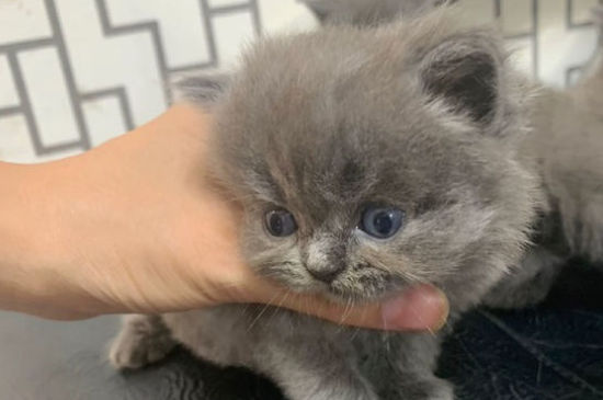 英短蓝猫洗澡注意事项