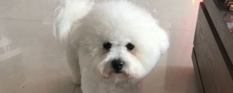比熊怎么叫都不理人