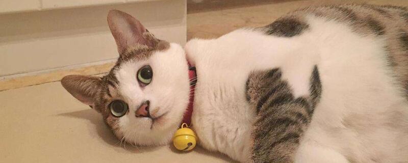 为什么要给猫做绝育